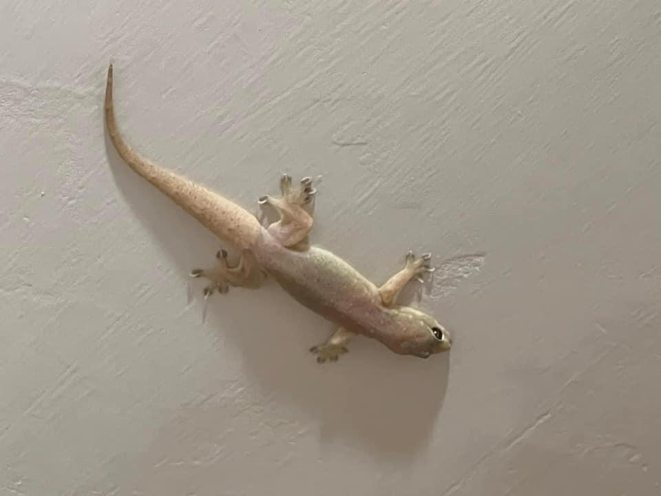 家中驚現「不速之客」,可愛四腳蛇身形脹爆似玩具。(FB香港滅蟲關注組)