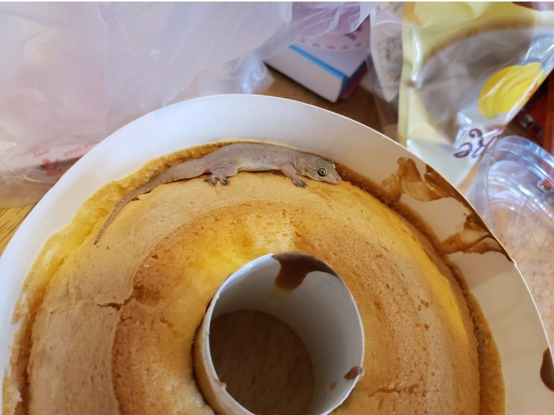 家中驚現「不速之客」,可愛四腳蛇身形脹爆似玩具。(FB香港滅蟲關注組)