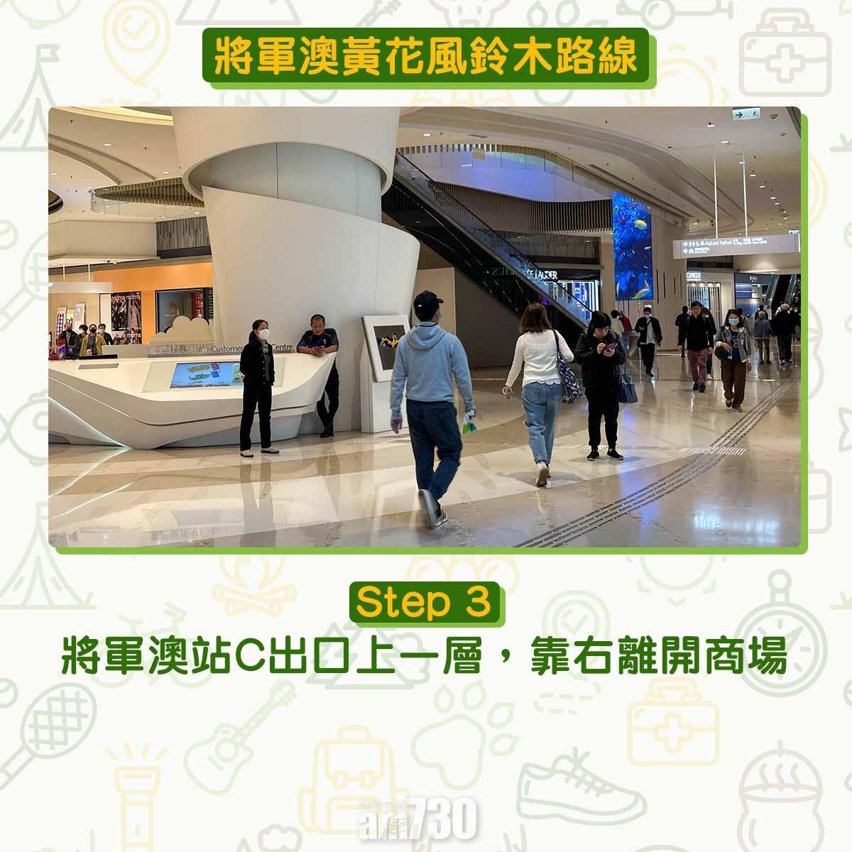 黃花風鈴木︱將軍澳唐明街公園