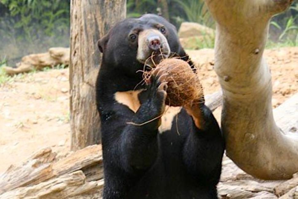 亞庇洛高宜野生動物園
