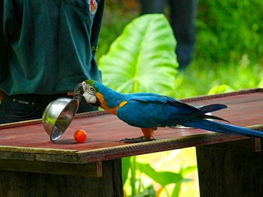 亞庇洛高宜野生動物園