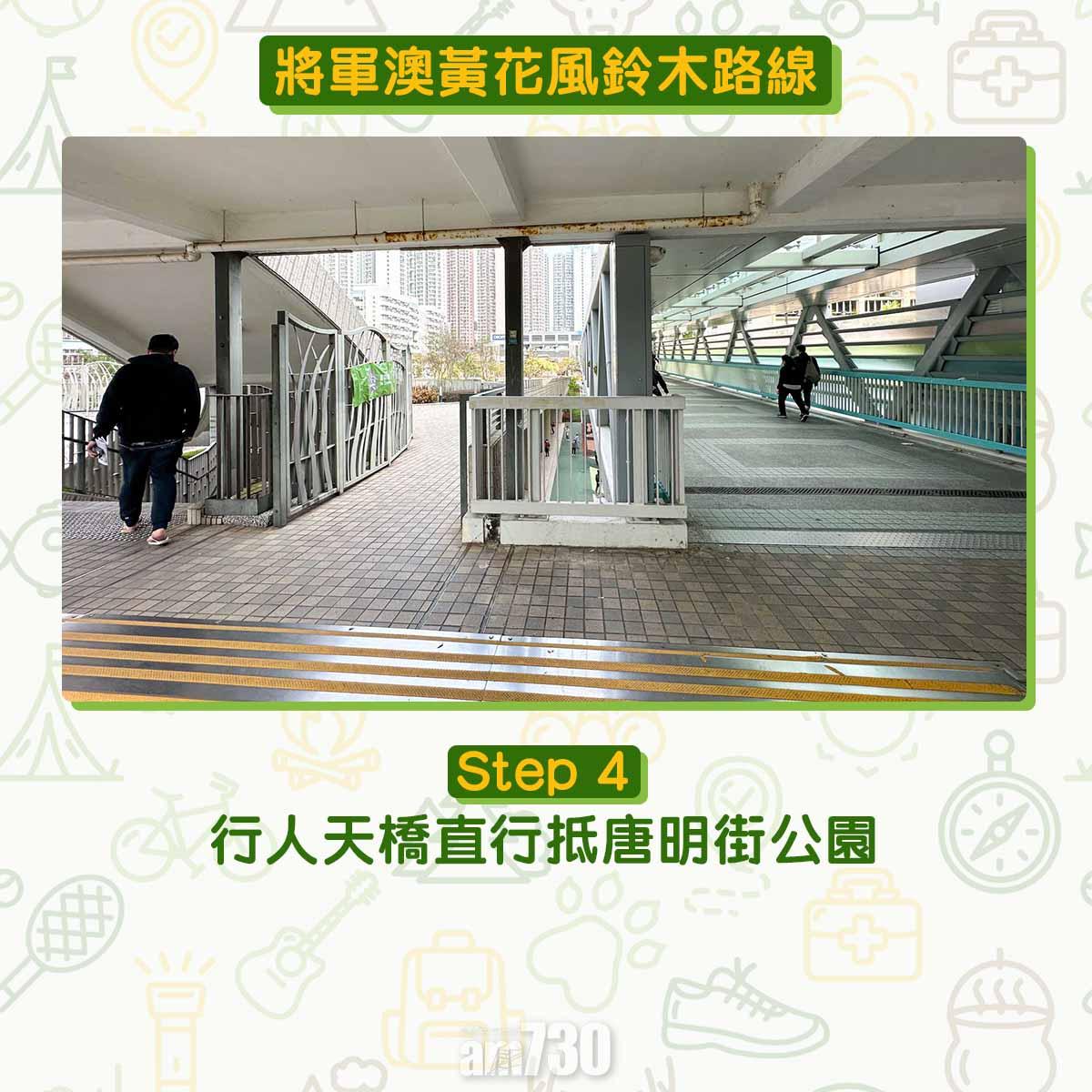 黃花風鈴木︱將軍澳唐明街公園