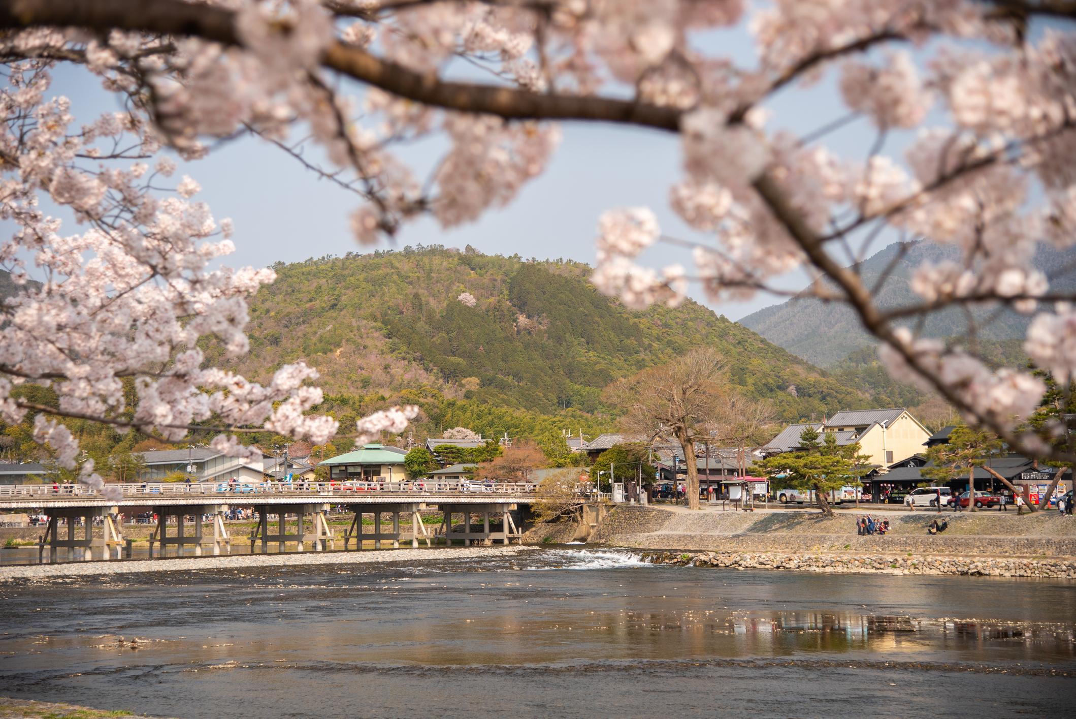 京都嵐山的櫻花將於3月26日開花。(Getty Images)