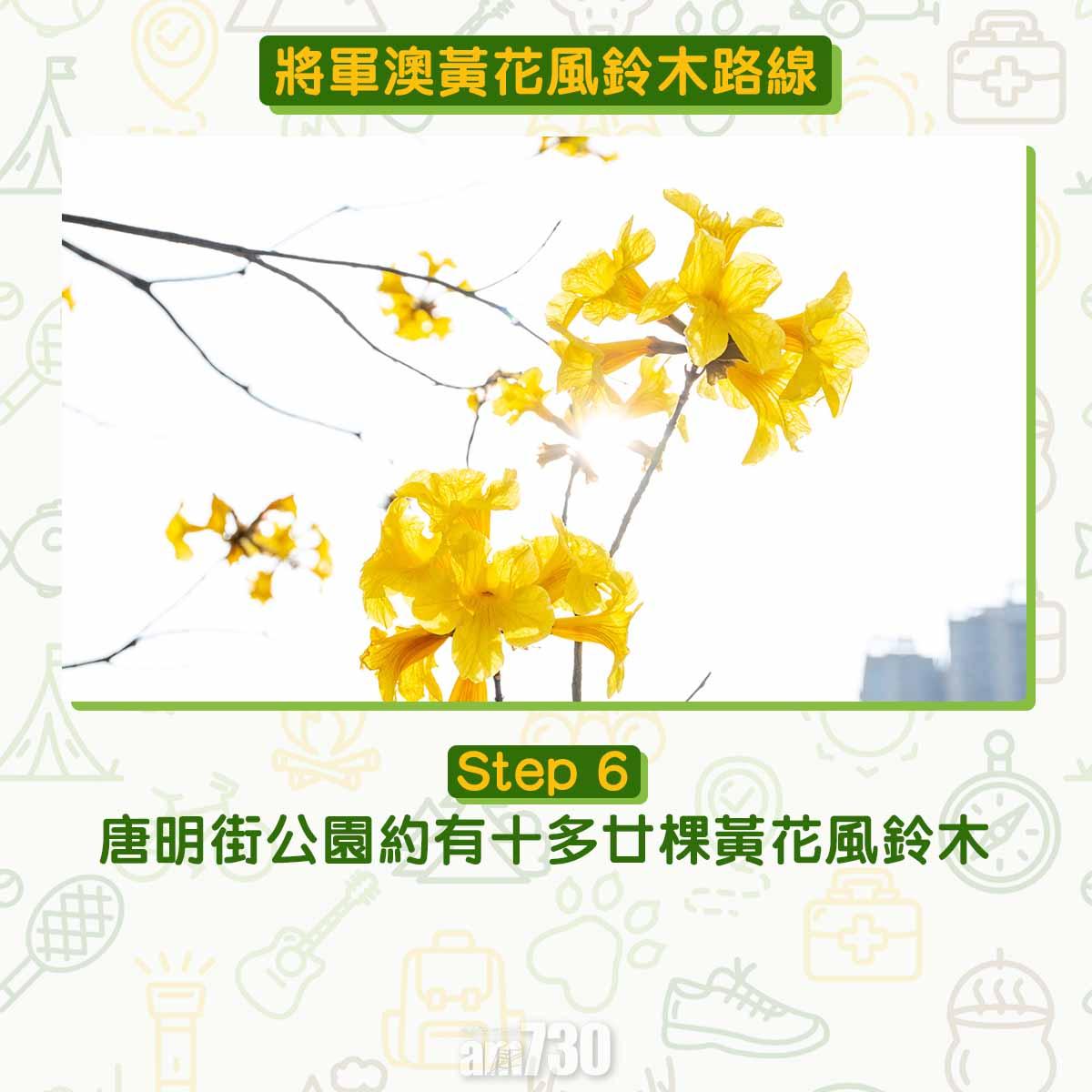 黃花風鈴木︱將軍澳唐明街公園