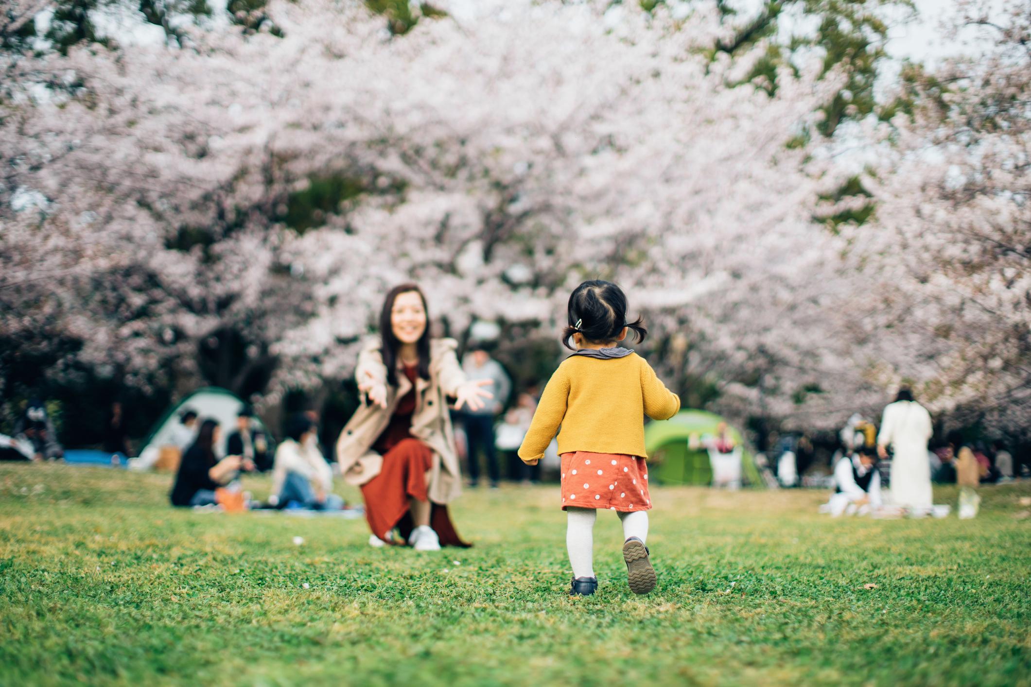 日本開關後首個櫻花季,令人相當期待! Getty Images