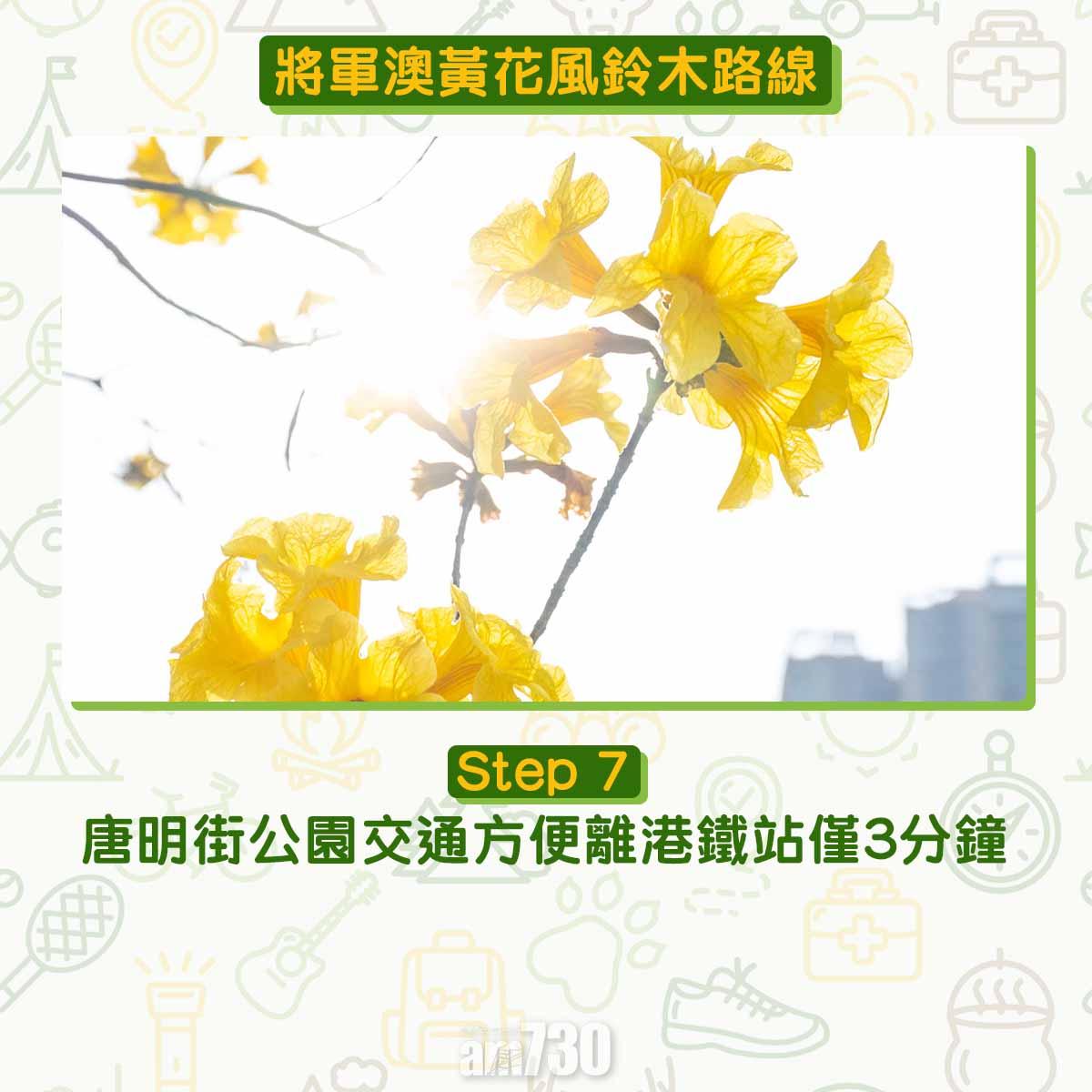 黃花風鈴木︱將軍澳唐明街公園