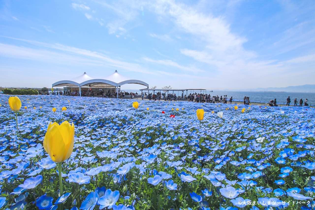 粉蝶花花海以大阪灣海景作背景,場面既夢幻又震撼。