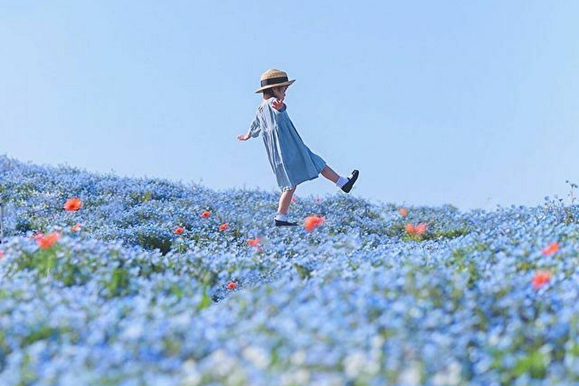 粉藍色花海絕對是打卡熱點。