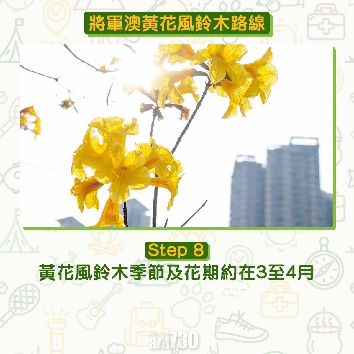 黃花風鈴木︱將軍澳唐明街公園