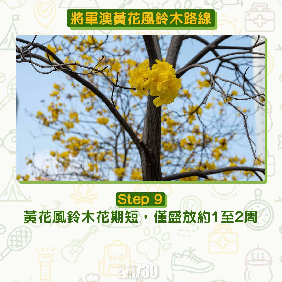 黃花風鈴木︱將軍澳唐明街公園