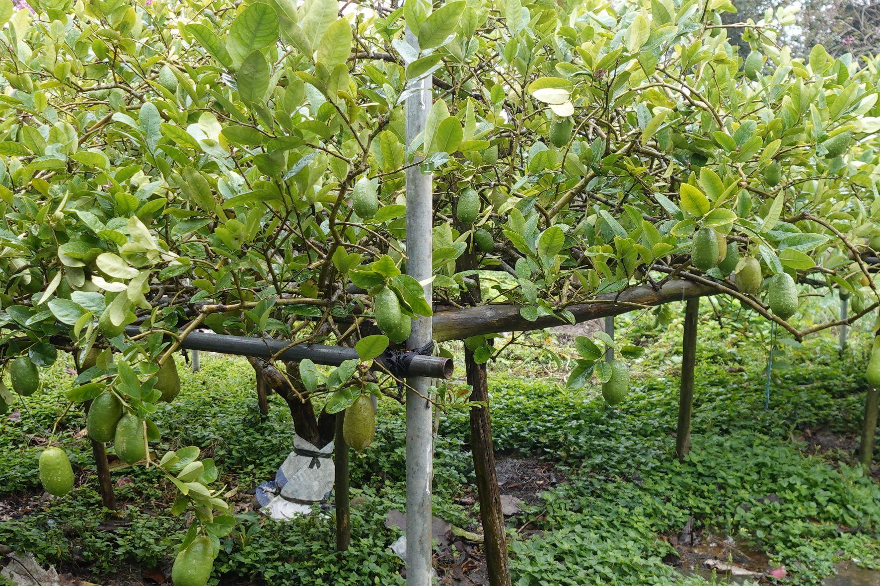 園內萊姆由農夫以自然農法種植,不用化學農藥種植,所以種出來的萊姆拿上手已經嗅得到清新的香味