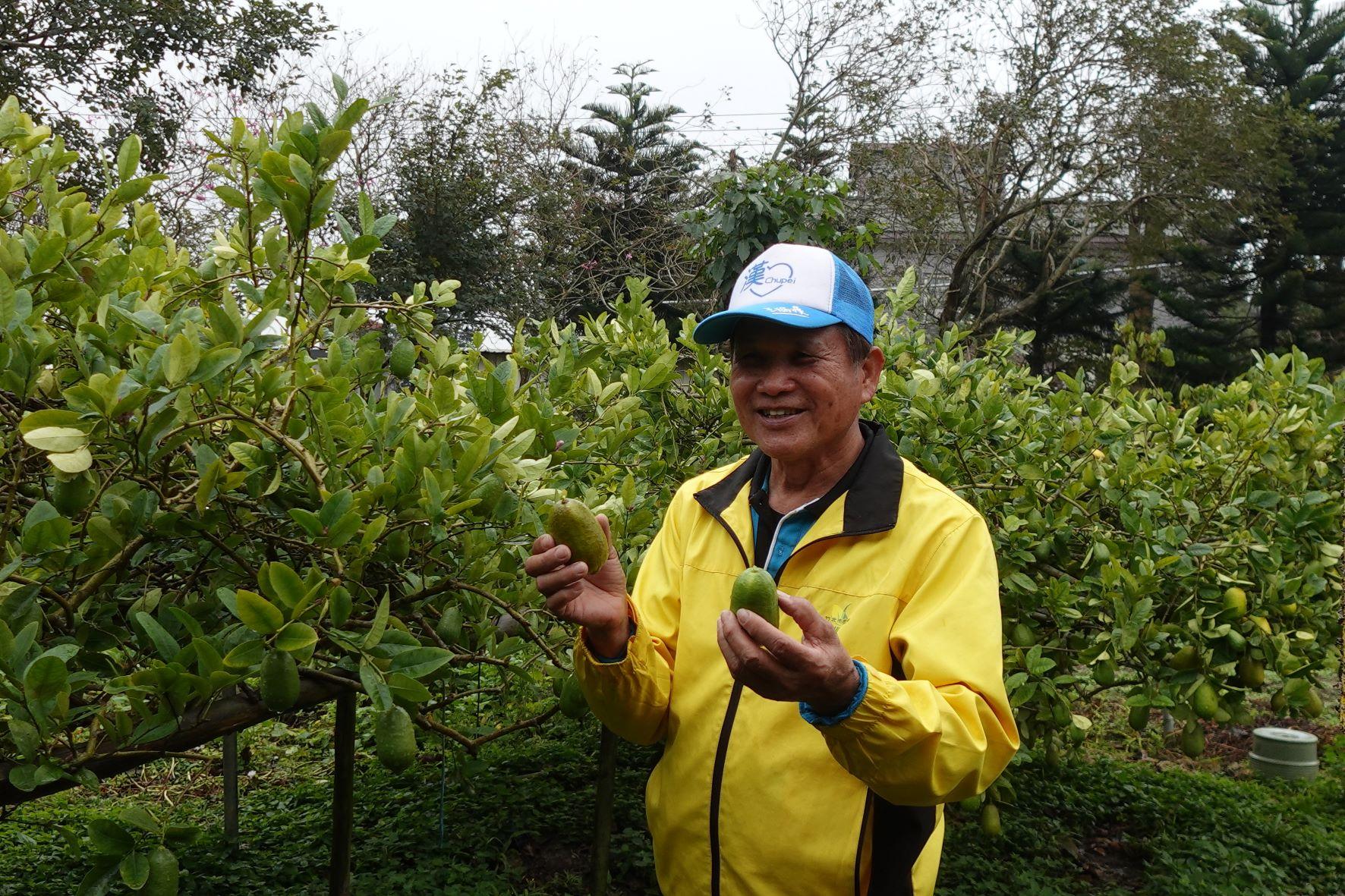 旅客可以親手落場摘萊姆