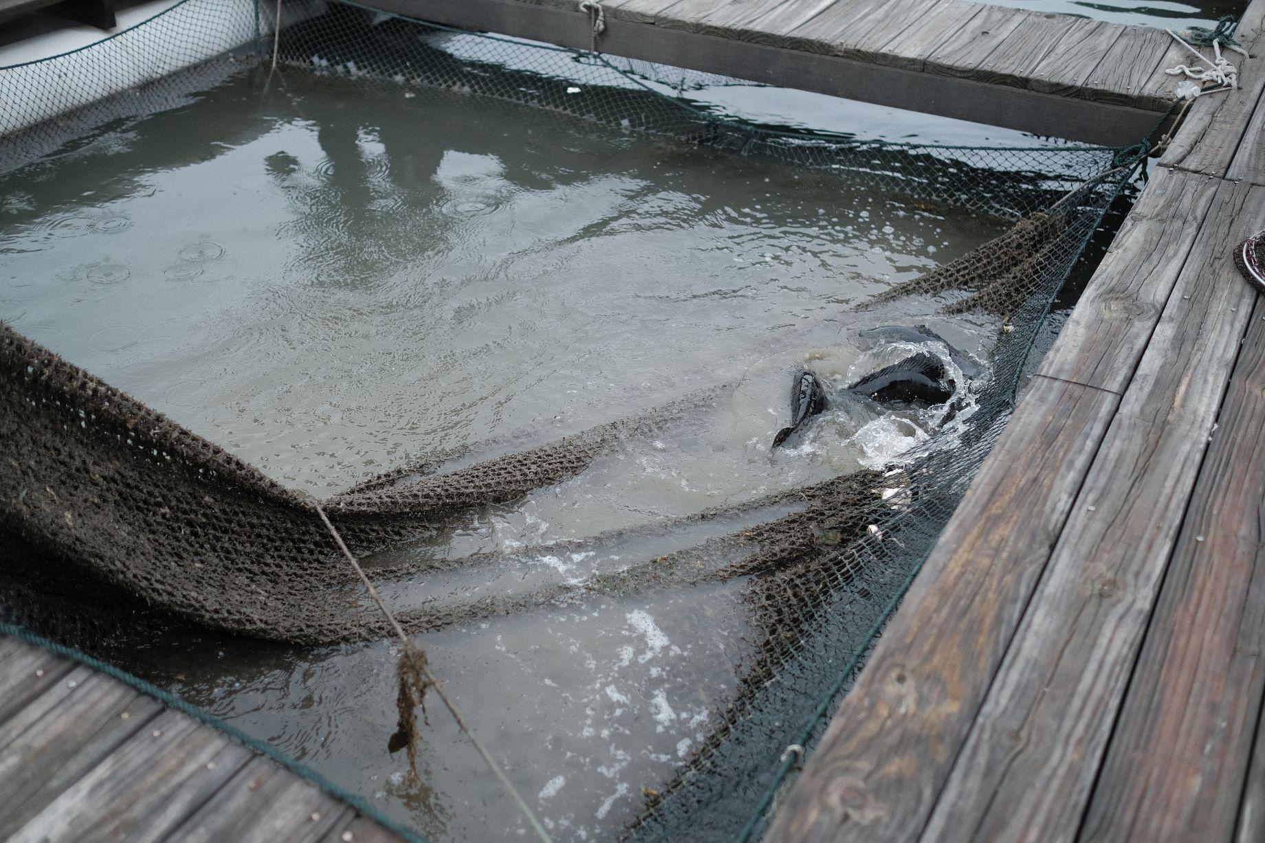 魚寮引進天然純海水,以最天然的生態環境來友善養殖石斑魚及烏魚等海產,所以養殖的魚蝦貝類全都肉質鮮美。