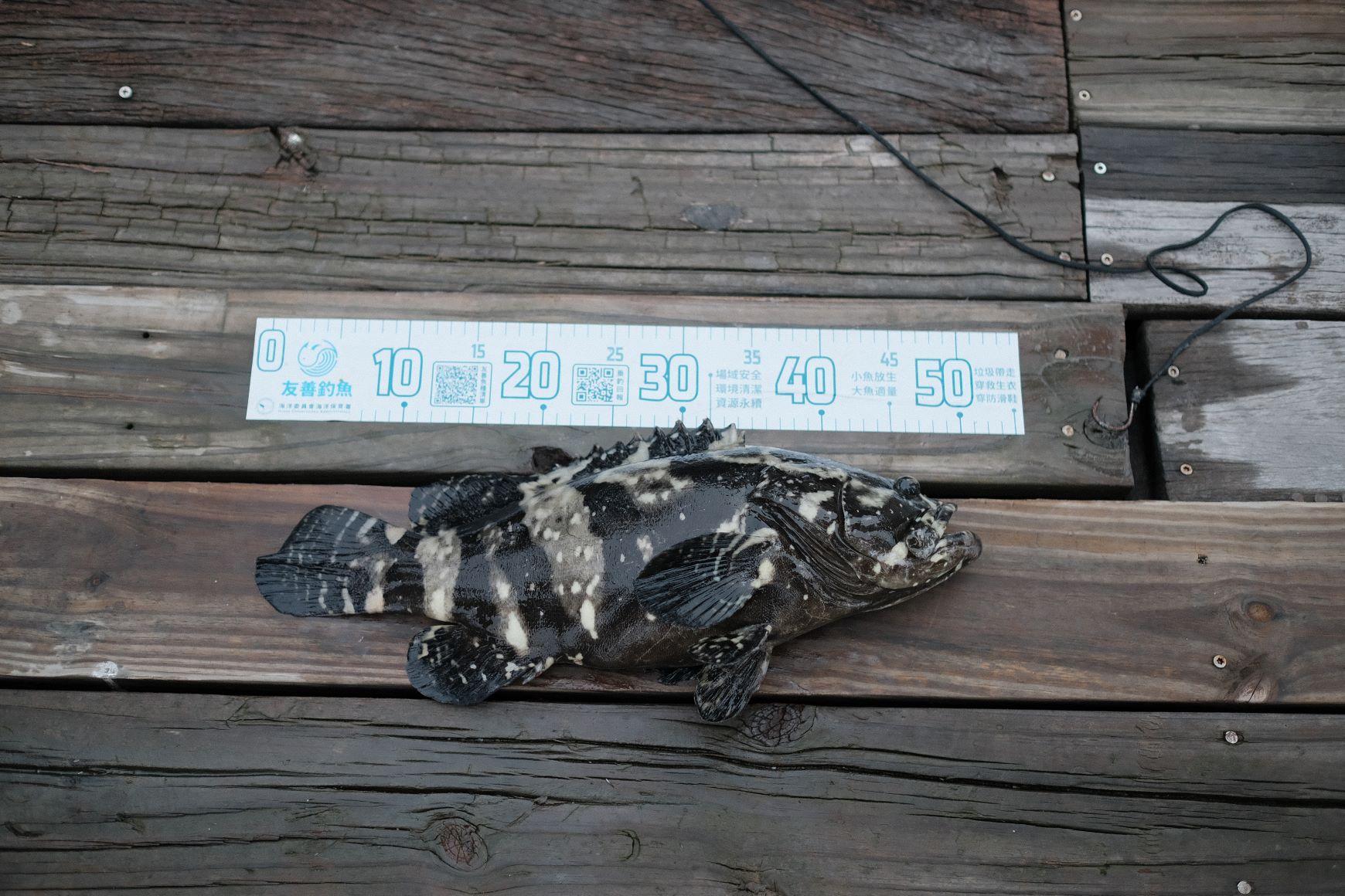 魚寮引進天然純海水,以最天然的生態環境來友善養殖石斑魚及烏魚等海產,所以養殖的魚蝦貝類全都肉質鮮美。