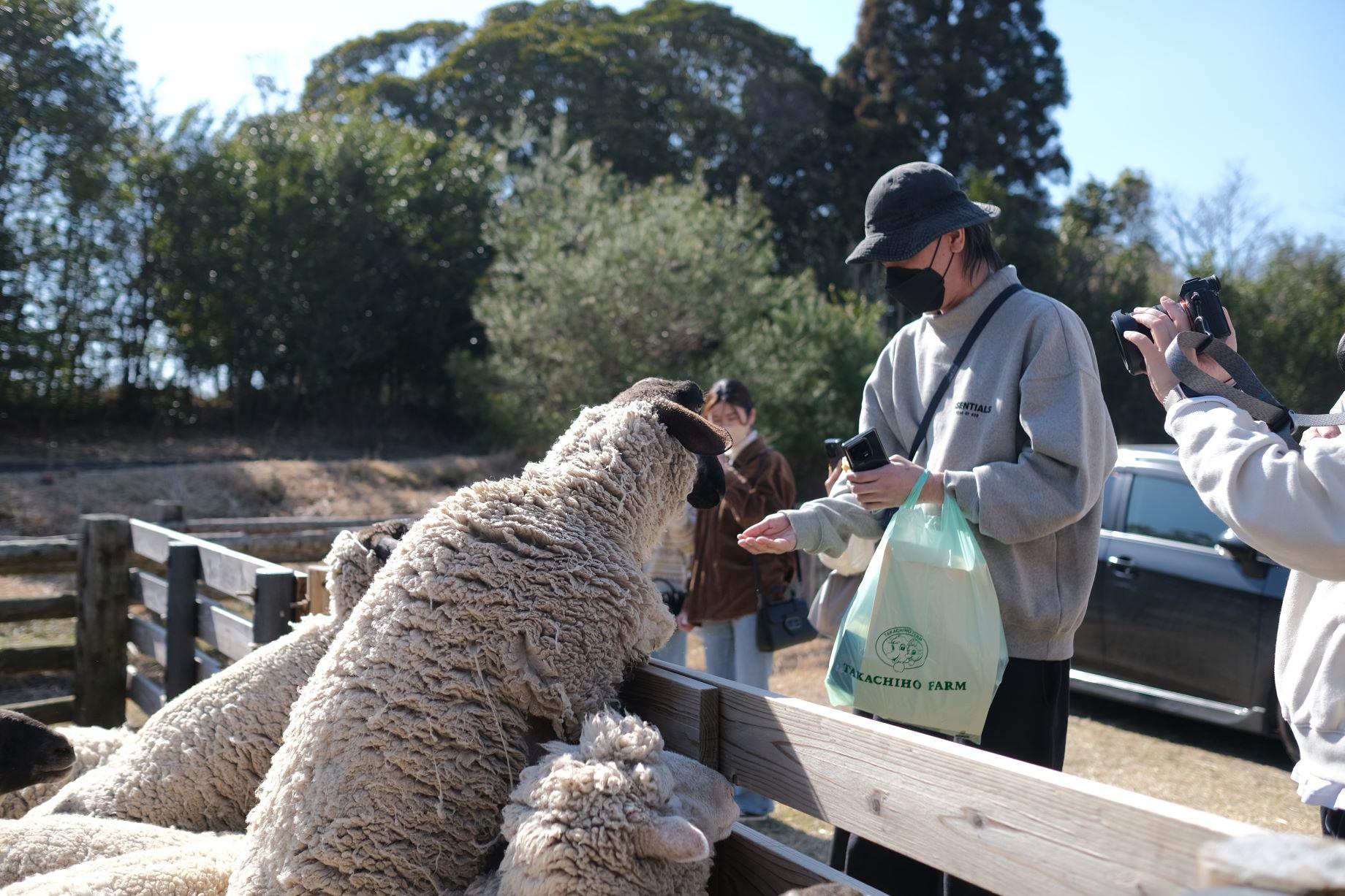 遊客可以餵飼綿羊,大人小朋友都一定玩得開心!