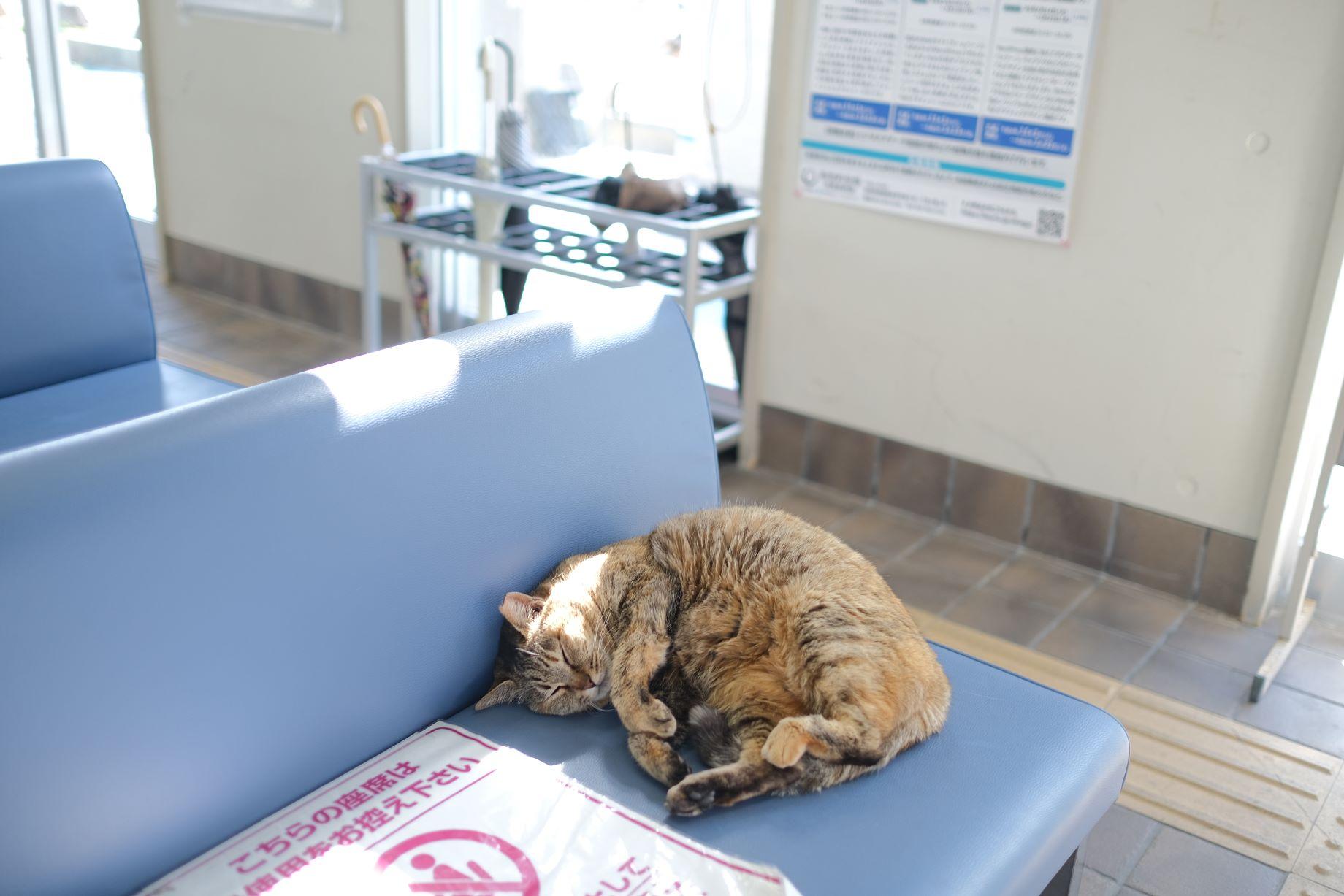 碼頭裡面的貓優哉游哉