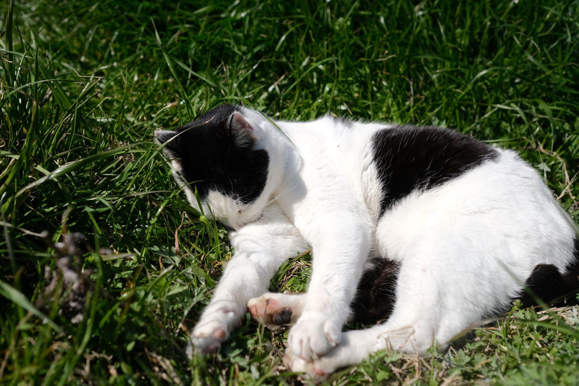 碼頭附近好多貓!