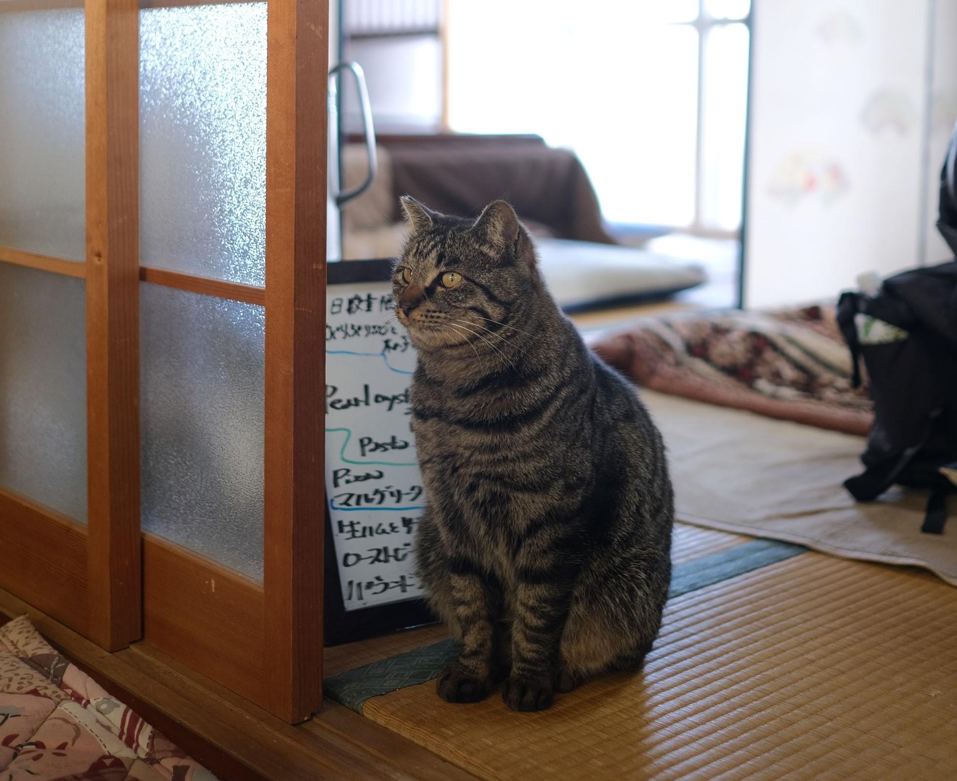 店內還有兩隻店貓陪伴客人用餐