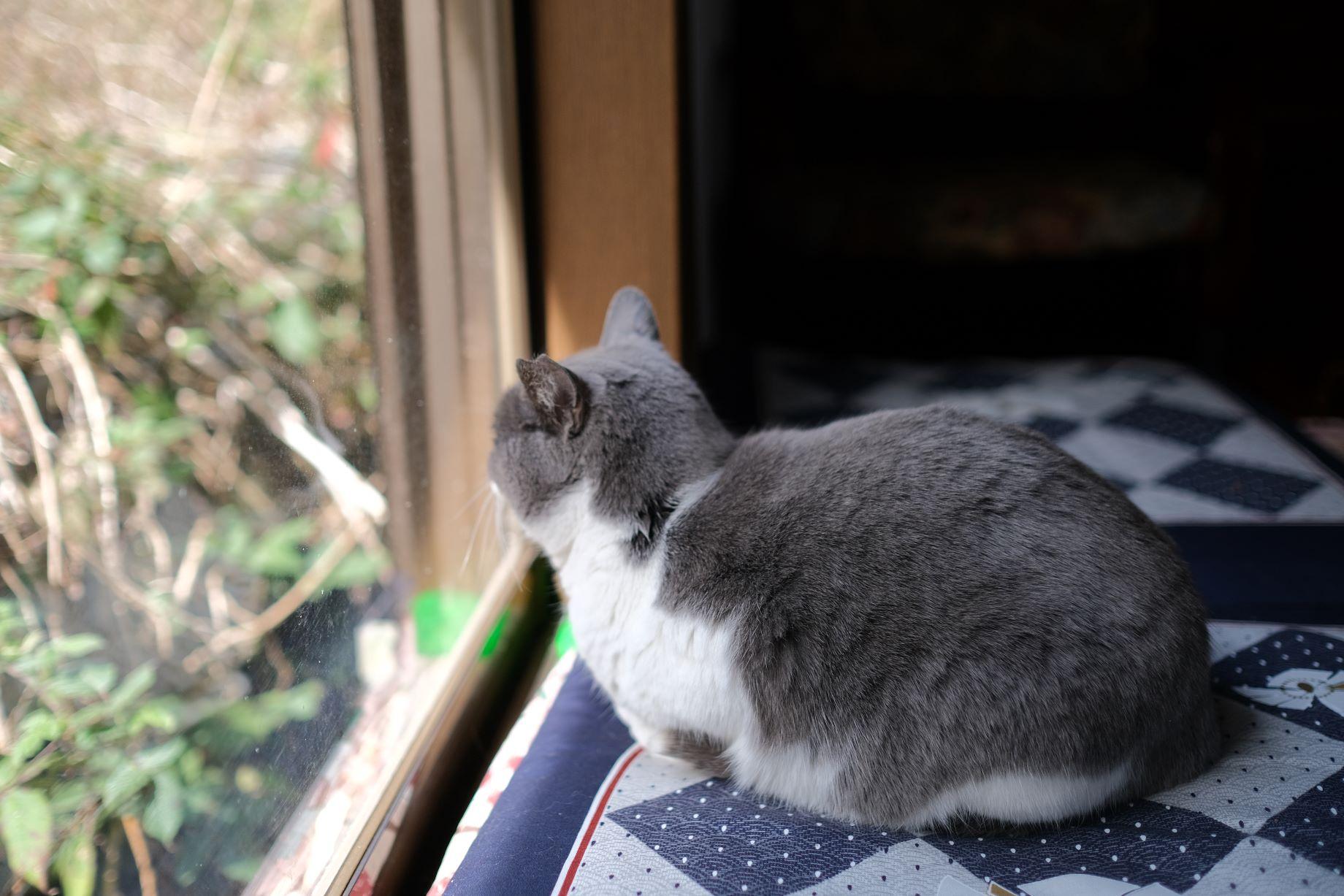 店內還有兩隻店貓陪伴客人用餐