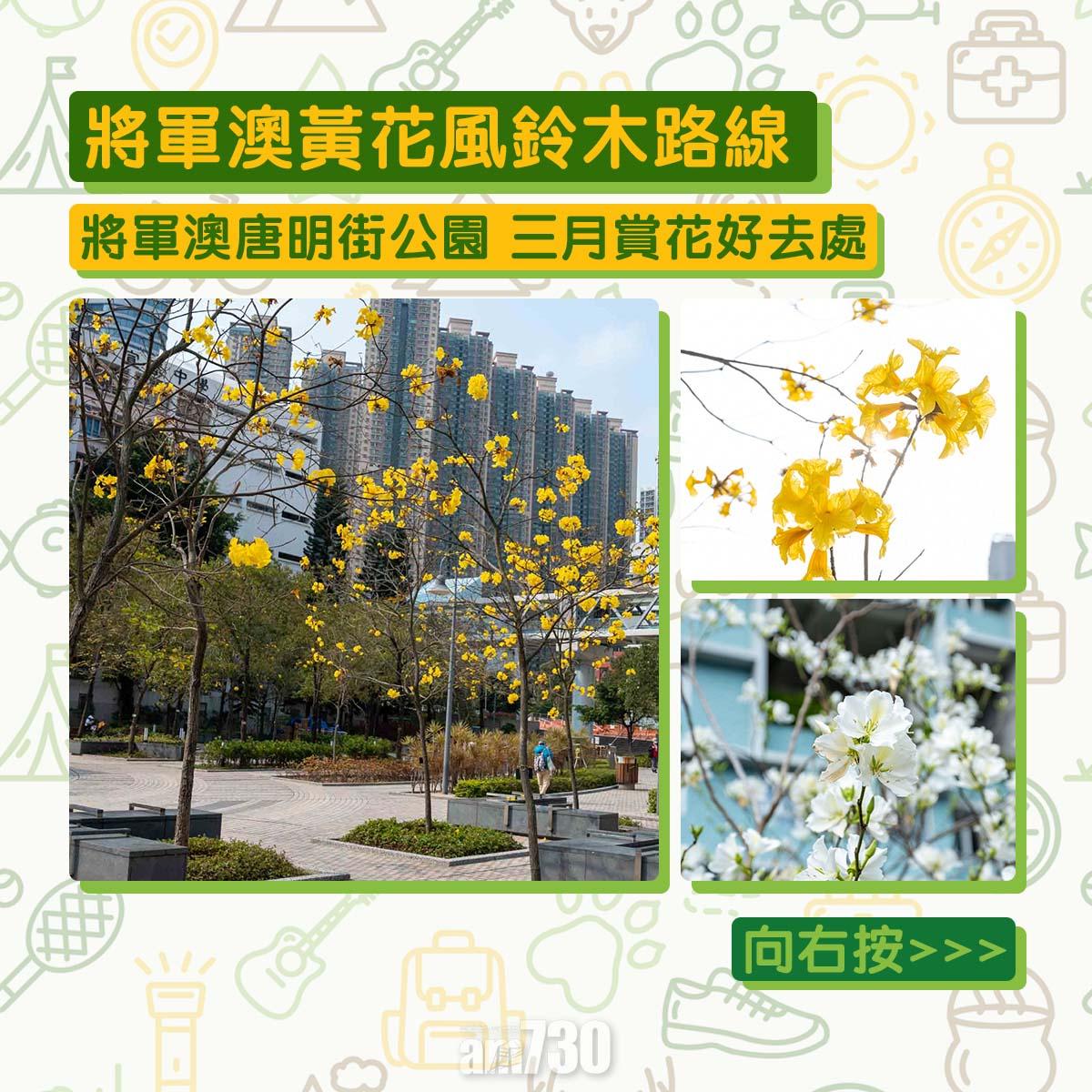 黃花風鈴木︱將軍澳唐明街公園