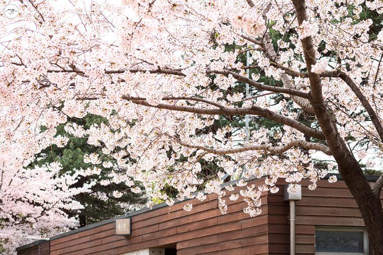 首爾林 (圖片來源:내손안에서올)