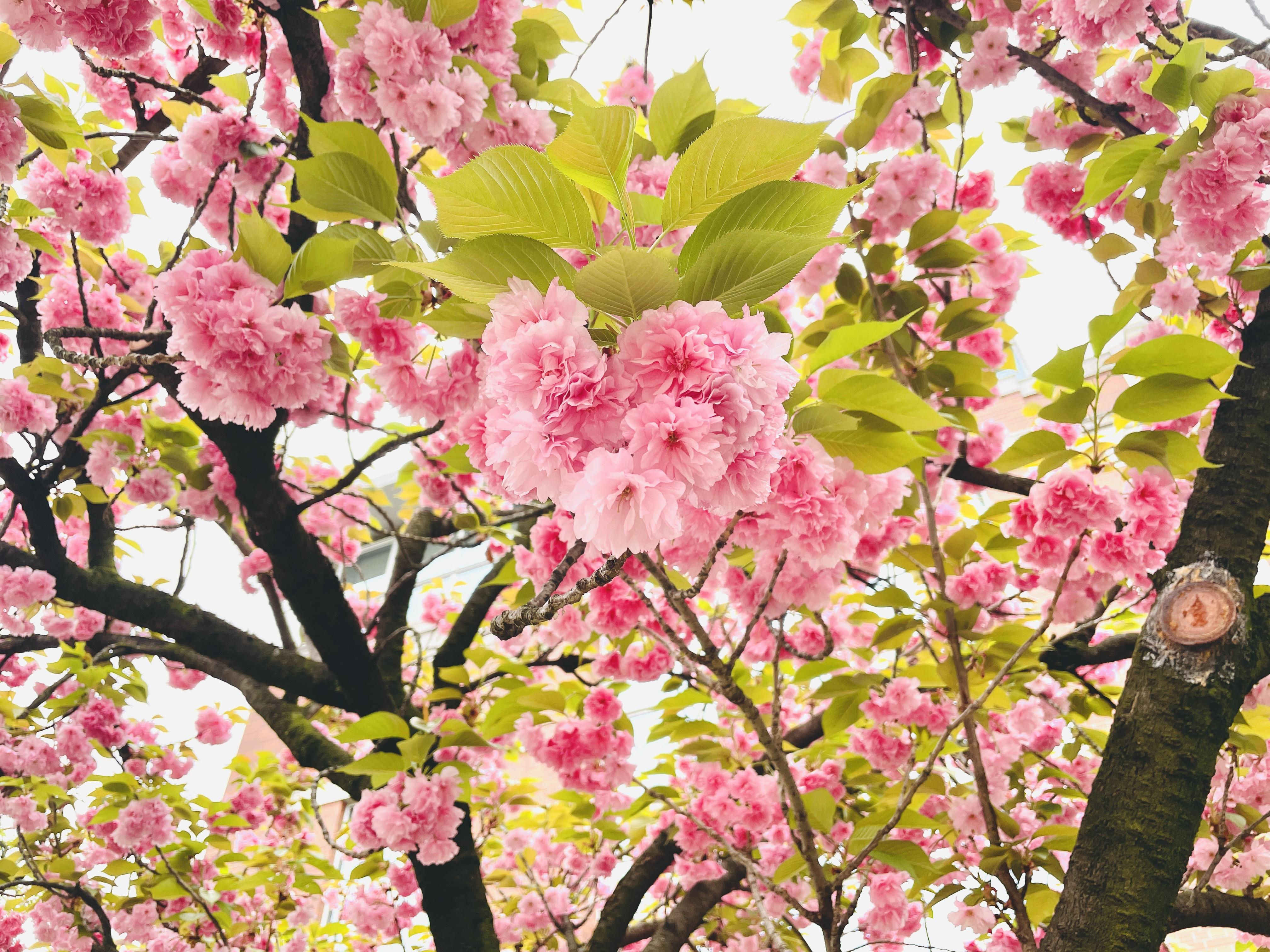 櫻花樹品種多樣兼坊間少見,每年都吸引旅客及本地人前往參觀!(Twitter @大阪観光局)