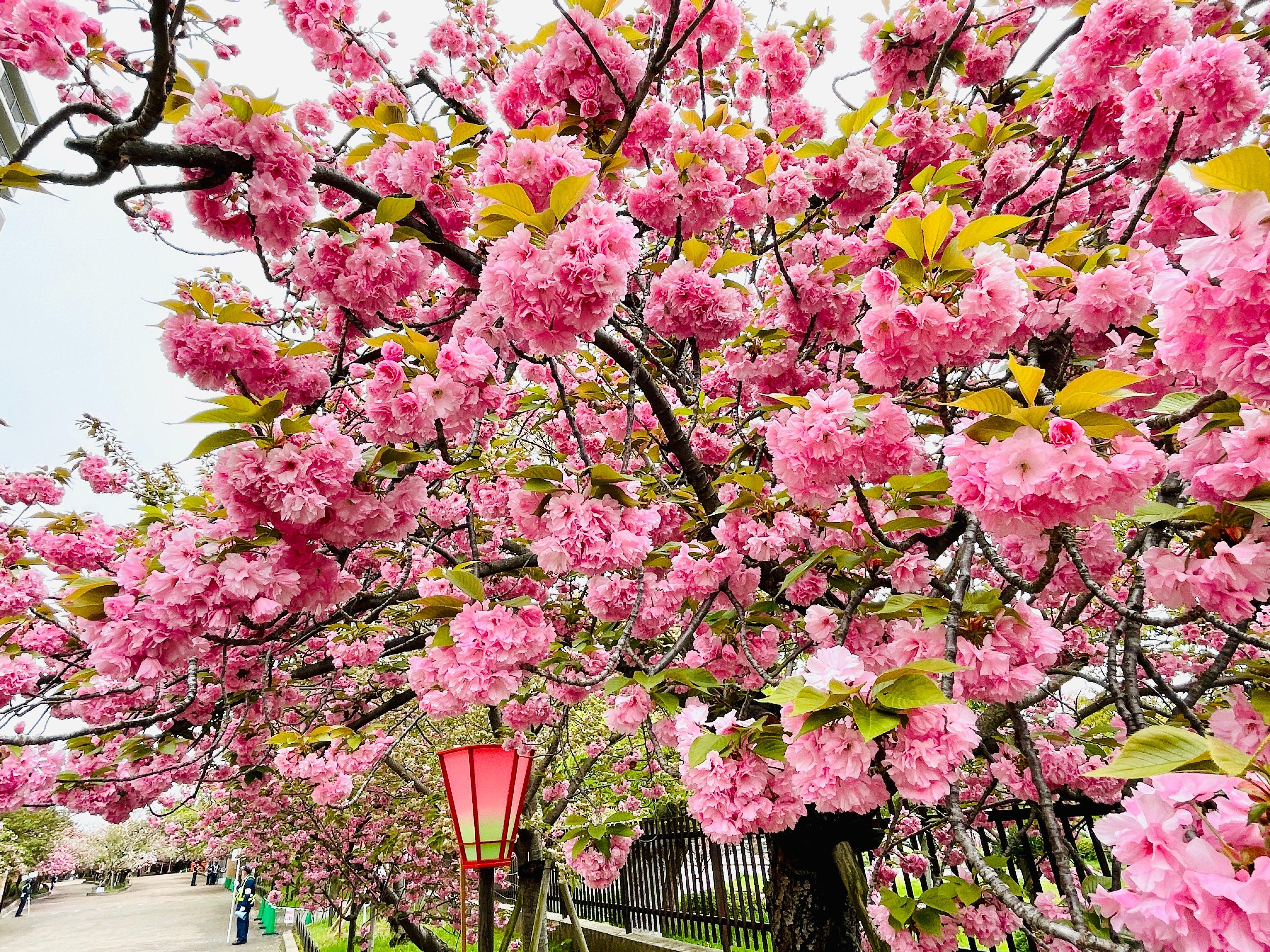 長達 560米的「櫻花隧道」,種有140個品種、共339棵櫻花樹。(Twitter @大阪観光局)