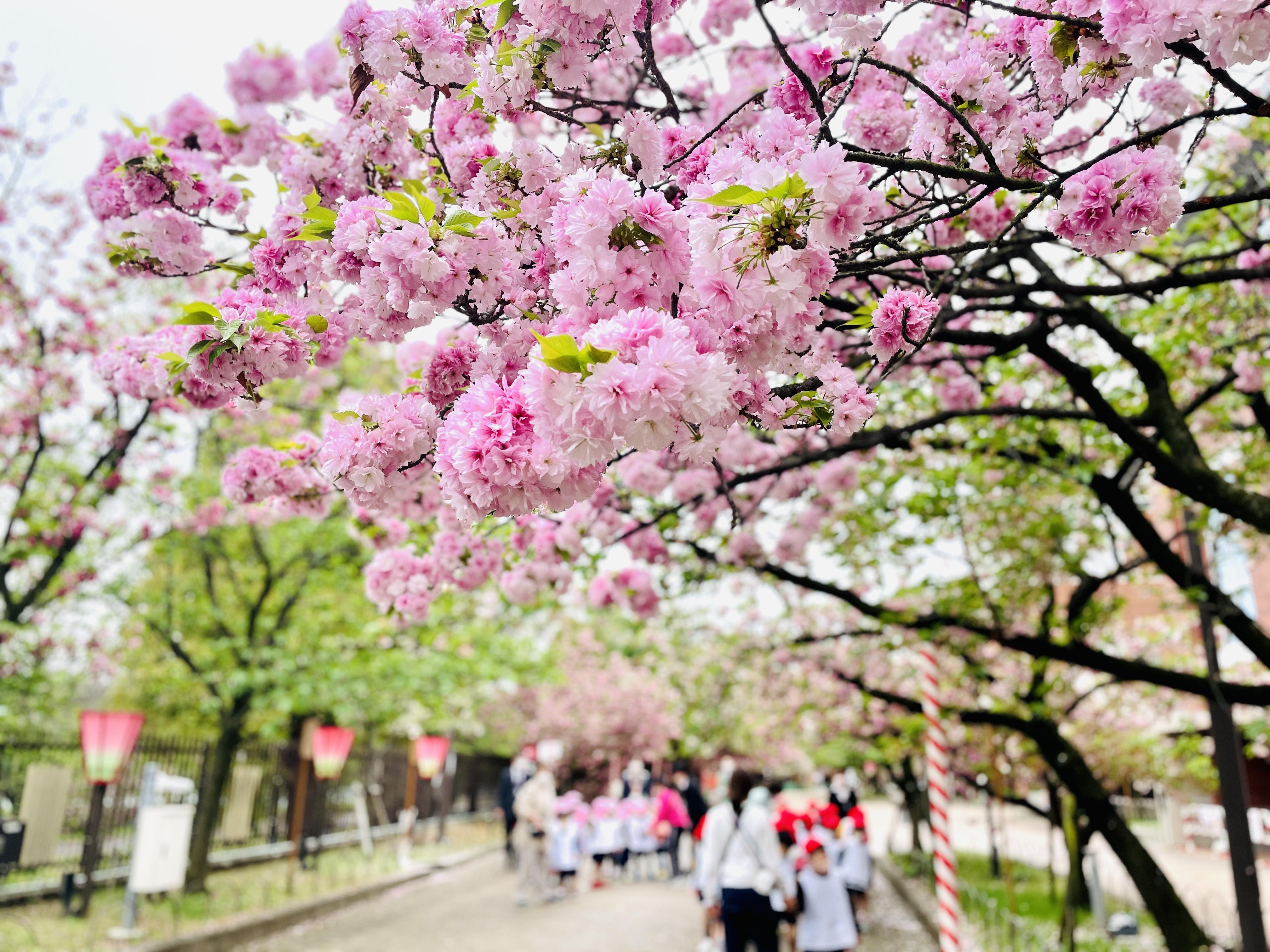 大阪賞櫻熱地「造幣局」為日本櫻花百大名所。(Twitter @大阪観光局)