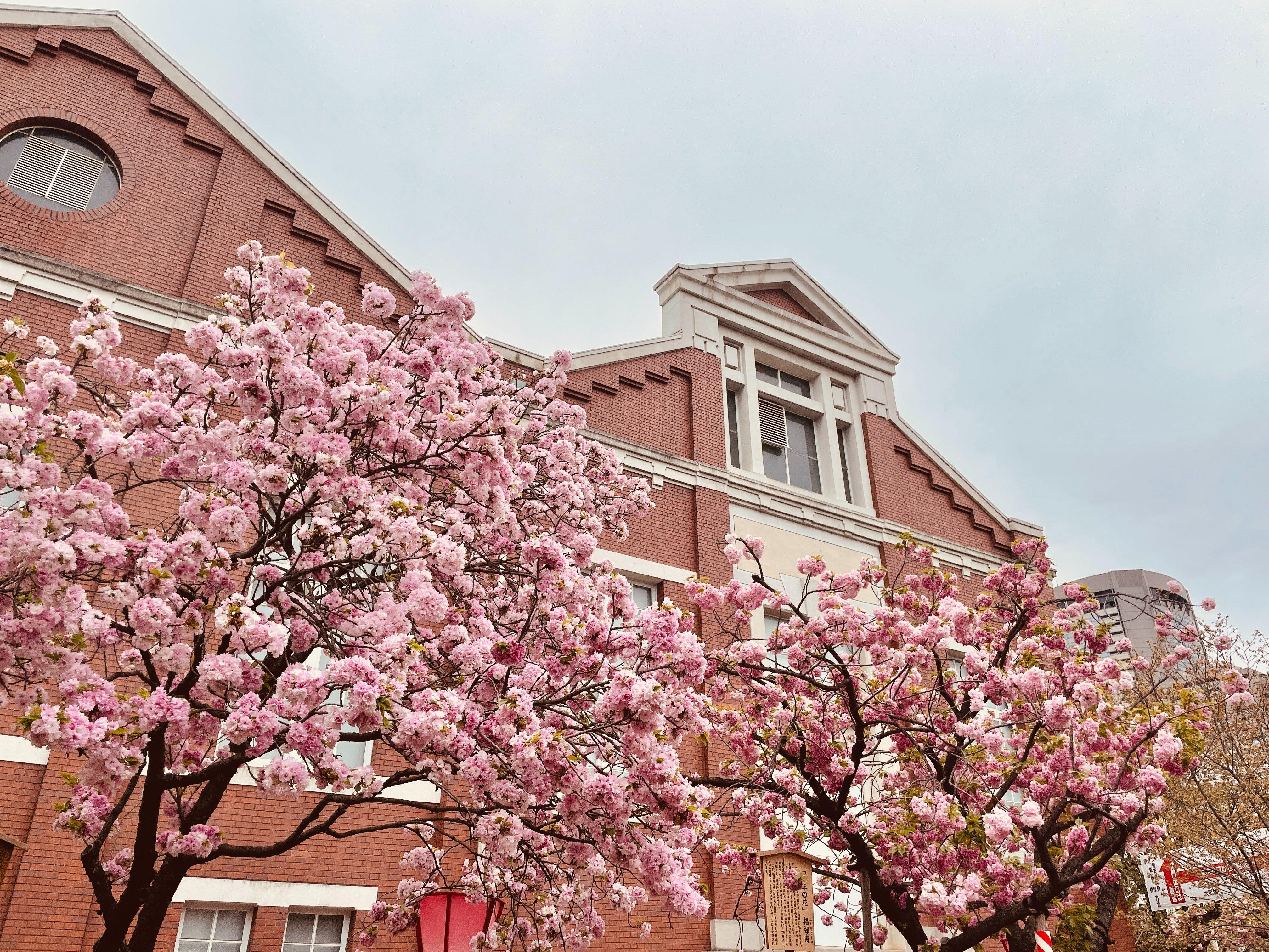 今年大阪造幣局將於4月7至13日開放,需事前網上登記。(Twitter @大阪観光局)