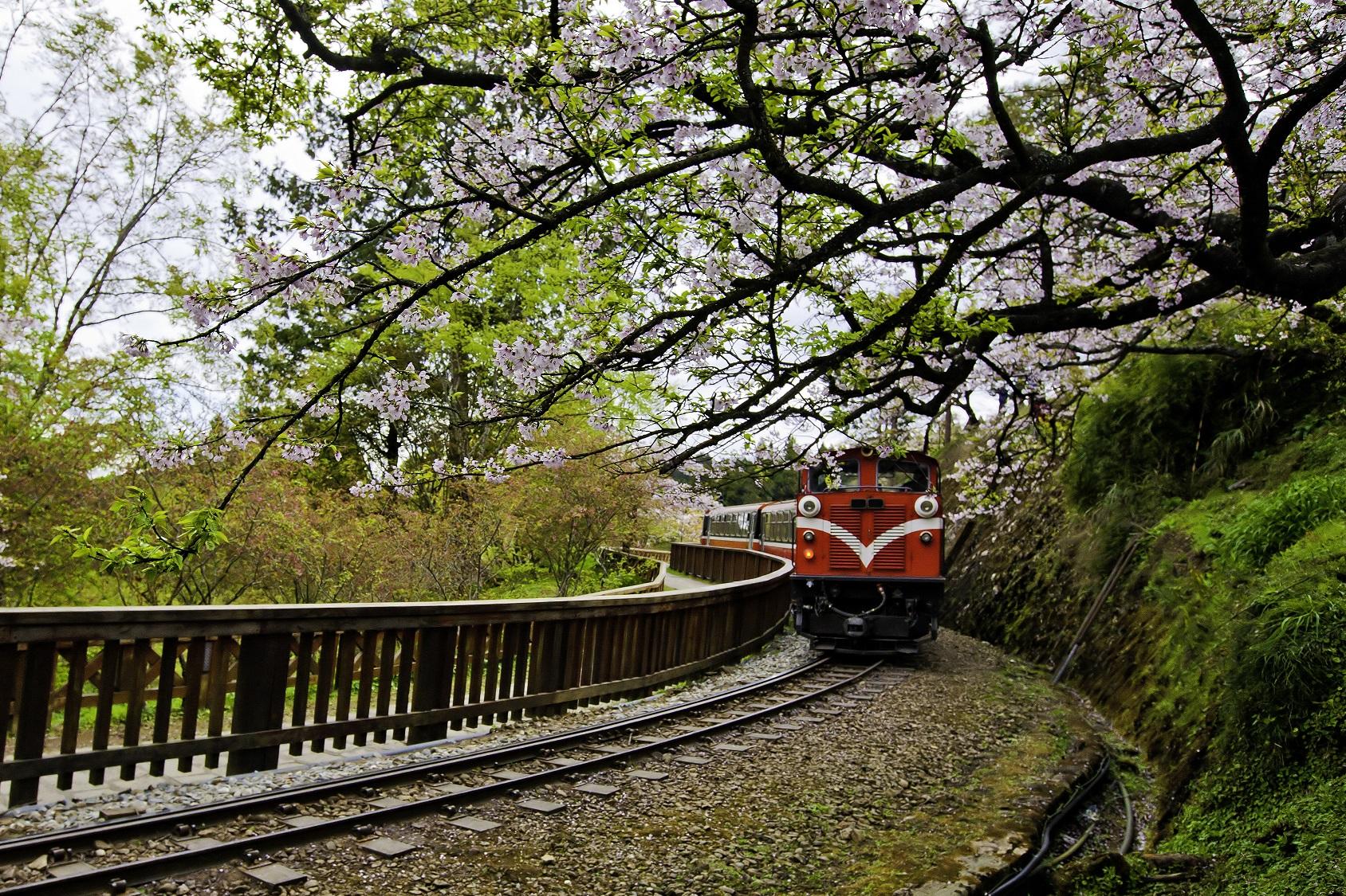 櫻花加小火車,如詩如畫。(Getty Images)