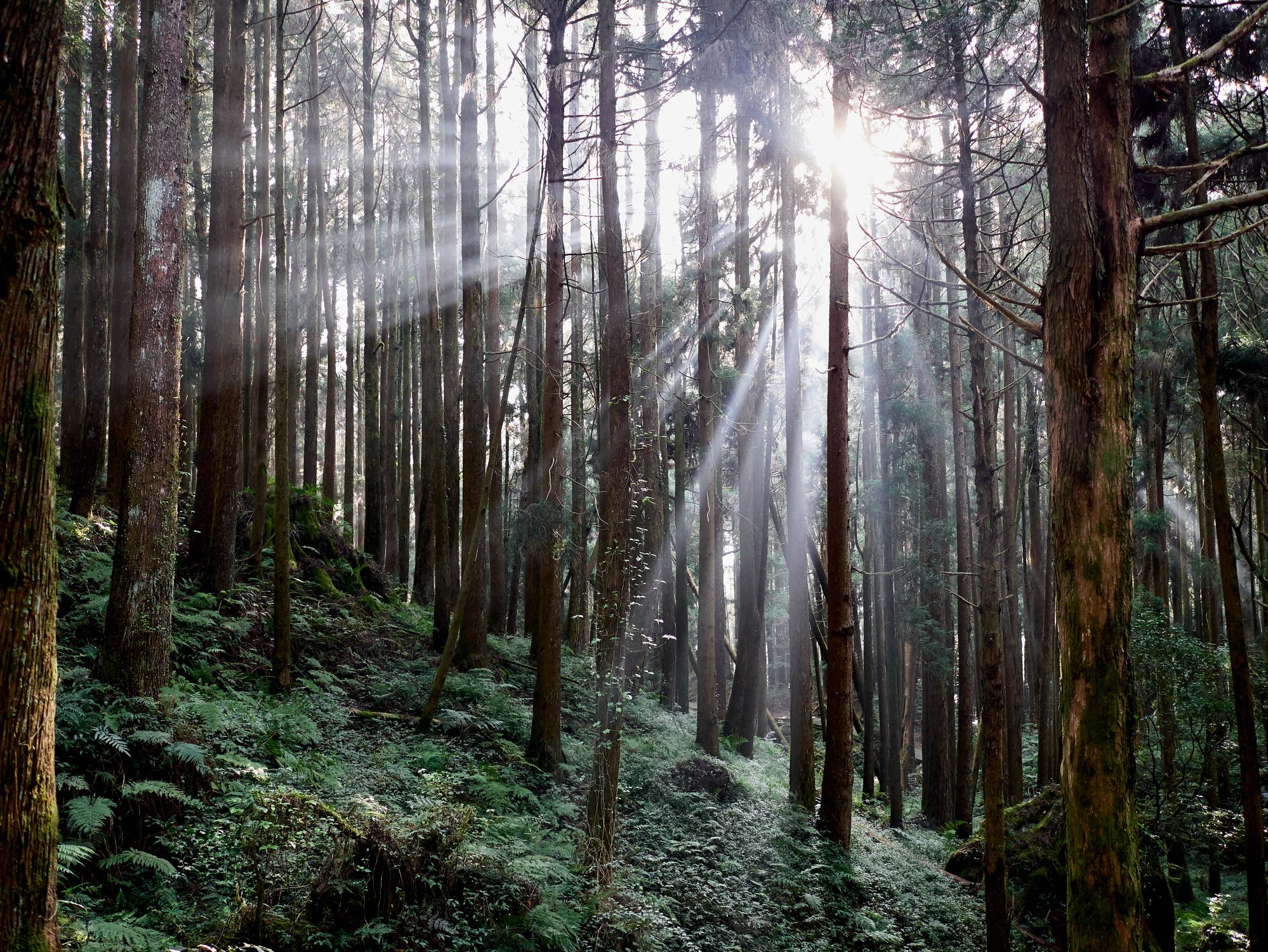 行程靈活性高,可漫步森林當中享受靈氣。(Getty Images)