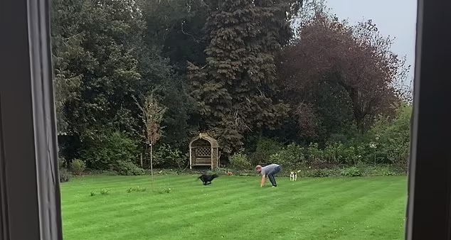 亨利在浮若閣摩爾宮花園跟狗狗玩耍。(互聯網)
