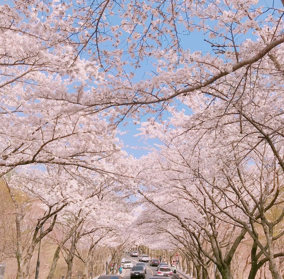 浪漫追櫻巴士一日游