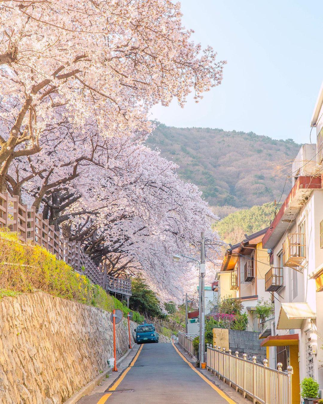 釜山市區內同樣有不少賞櫻好去處。