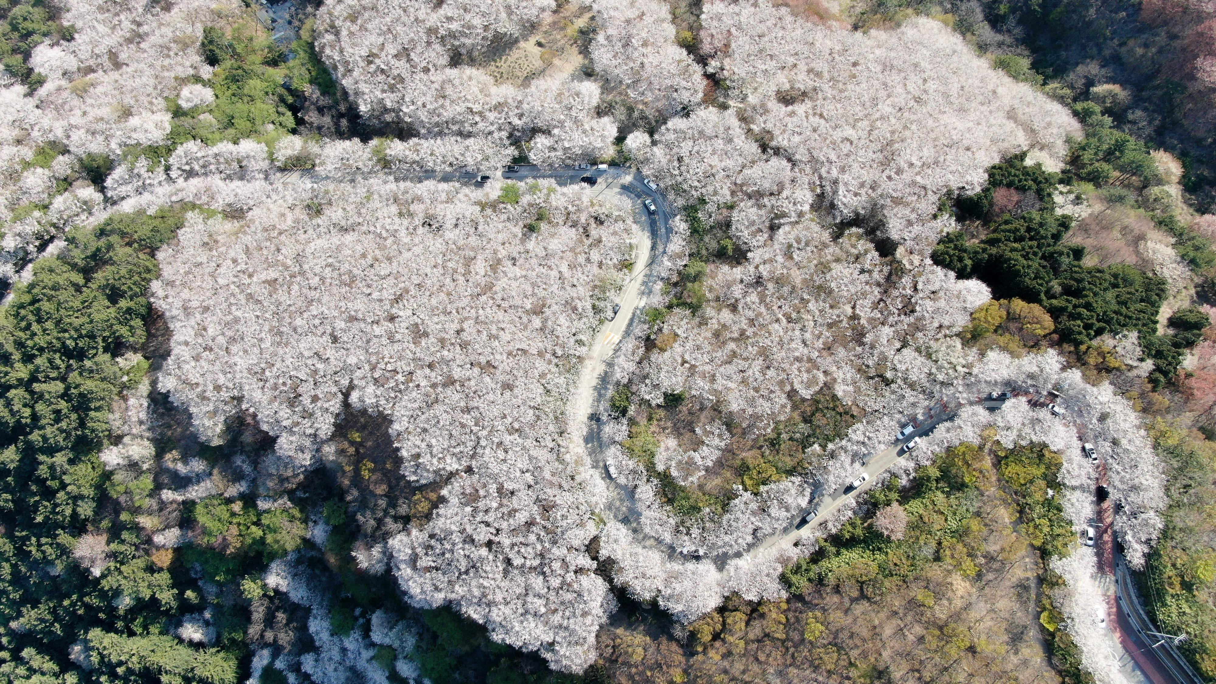 浪漫追櫻巴士一日游