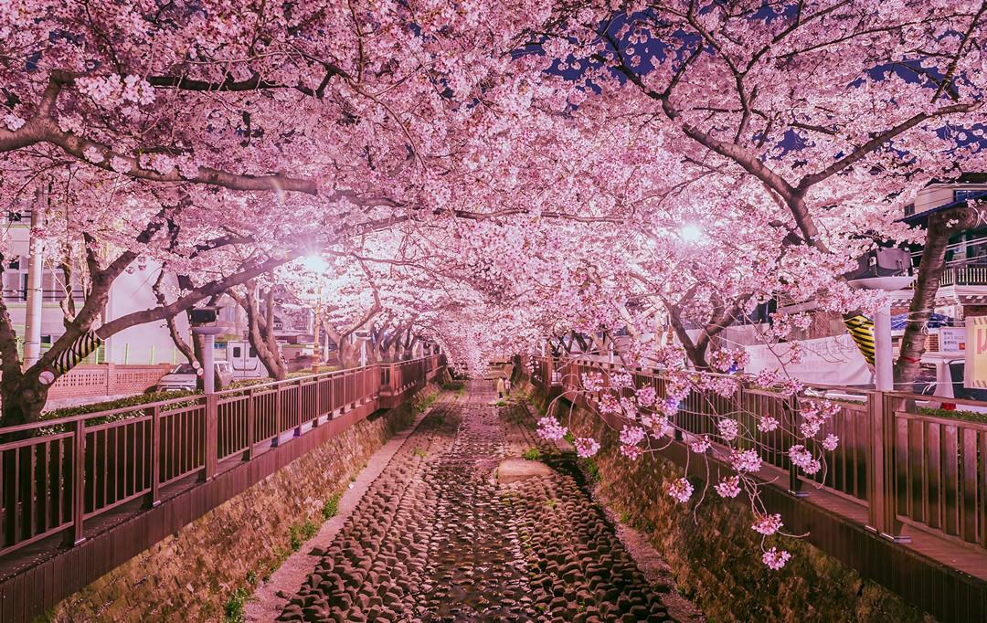 鎮海粉紅櫻花一日遊