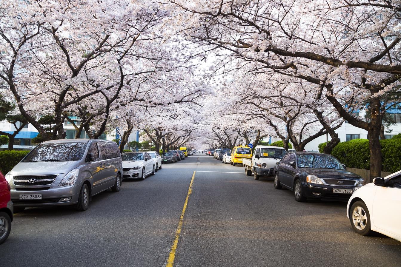 浪漫追櫻巴士一日游