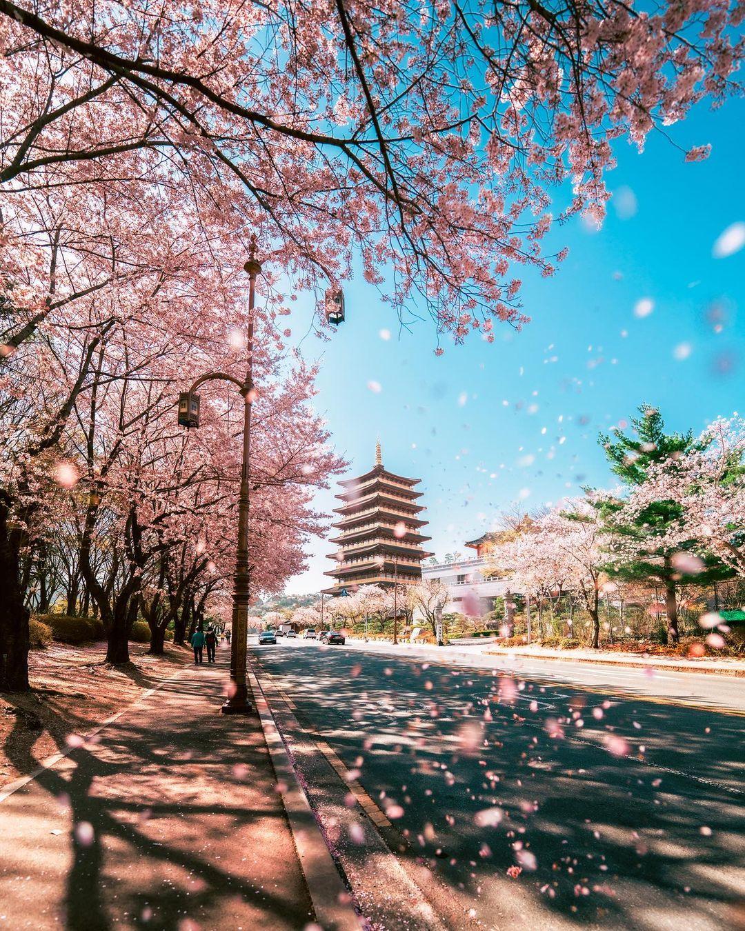 櫻花、八重櫻花追櫻一日遊