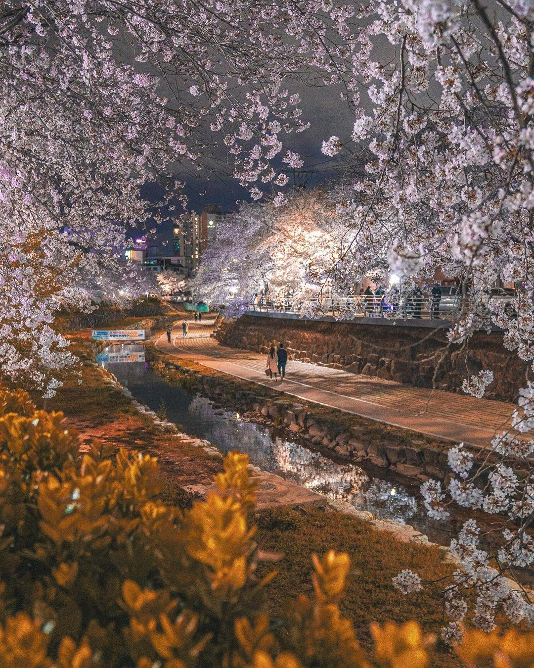 櫻花、八重櫻花追櫻一日遊