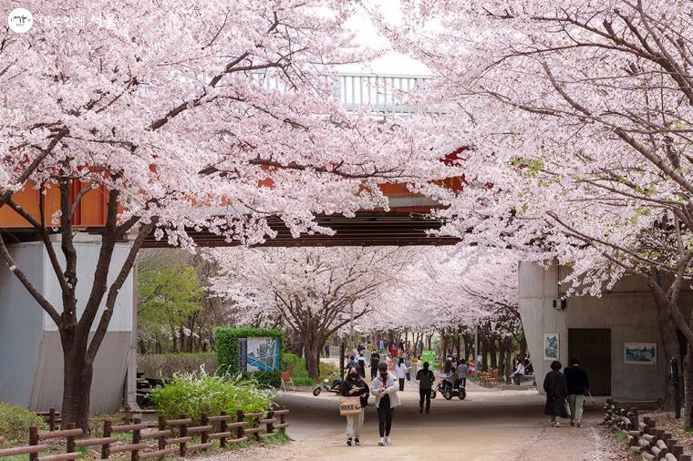 首爾林 (圖片來源:내손안에서올)