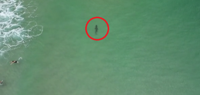 鯊魚游經泳灘,泳客急忙游走(左方)。(互聯網)