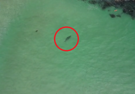 鯊魚轉向,游往礁石。(互聯網)