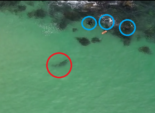 3名浮潛男不知鯊魚悄悄迫近。(互聯網)