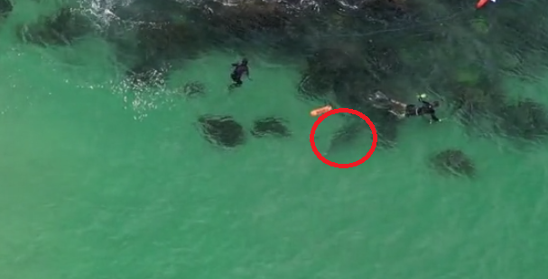 鯊魚未幾已游至其中一男下方。(互聯網)