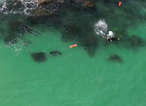 浮潛男終於發現鯊魚,急忙划水游開。(互聯網)