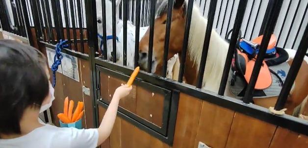 在馬術訓練場後面,就有小馬的馬廊,可以購買蘿蔔,餵牠們吃。 (Elsa & Oceana @youtube )