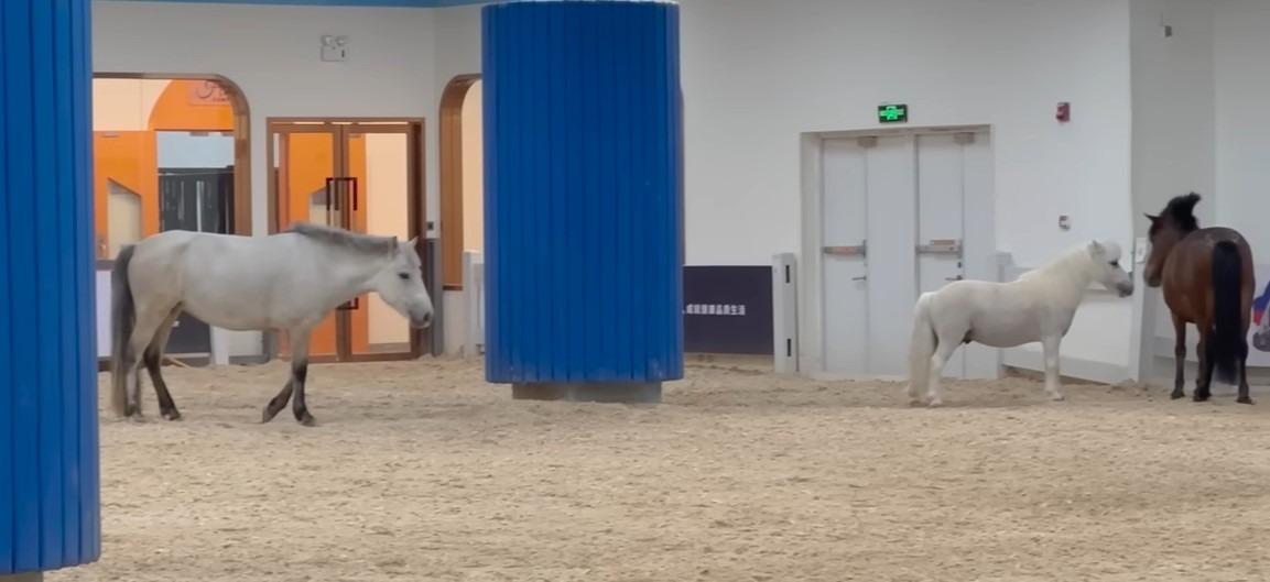 觀瀾湖新城內的騎樂馬術Joy Pony,是深圳的旗艦店,馬匹特別多。 (西Dorsi@youtube)