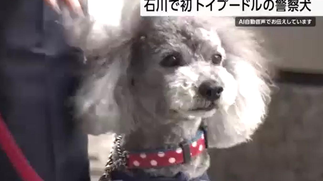 小空的主人樋敷美咲稱相信牠的能力。(網上圖片)