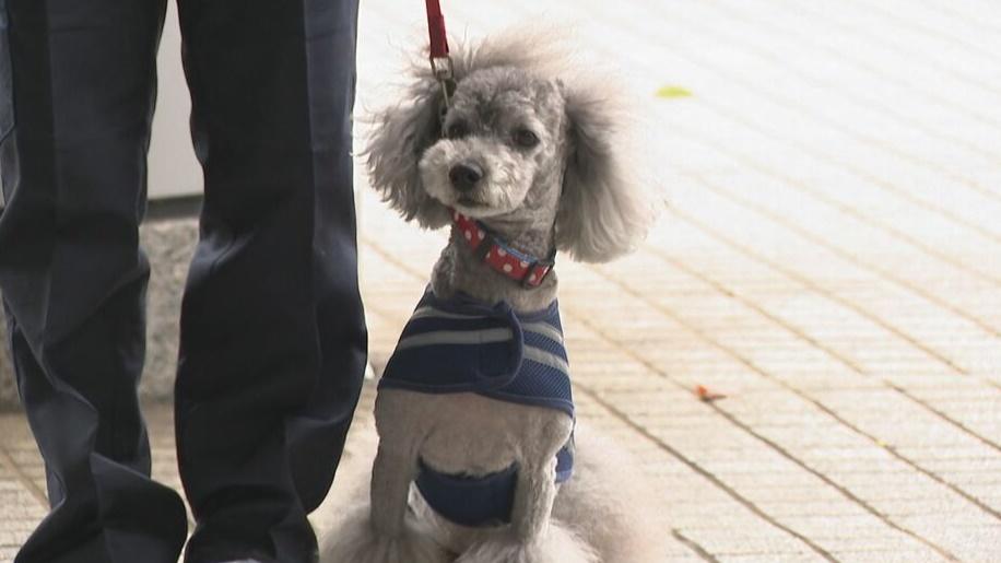 日本警犬首次加入玩具貴婦狗,萌到網民話「融化」。(網上圖片)
