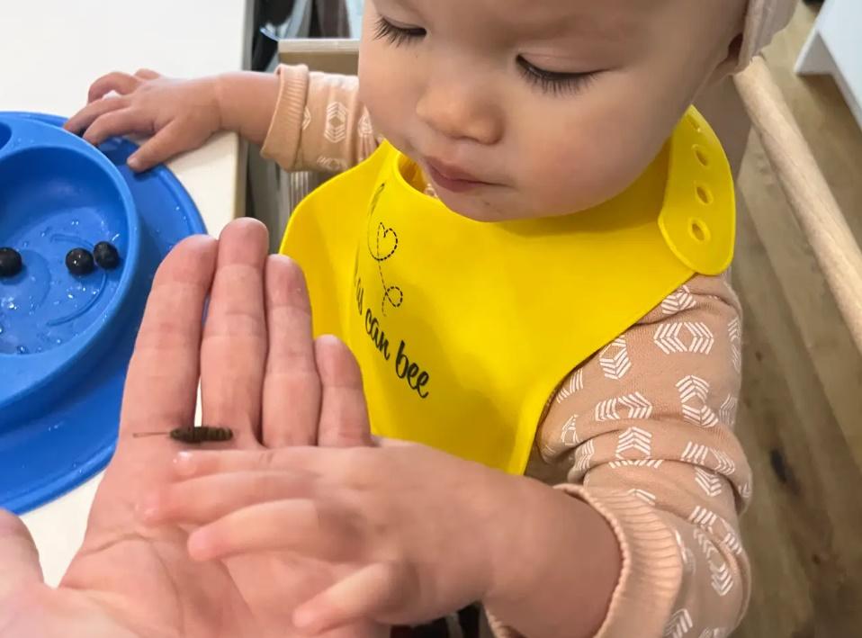 Tiffany說,曾經餵女兒吃一整隻烤蟋蟀,但女兒立刻吐出來不吃。(網上圖片)